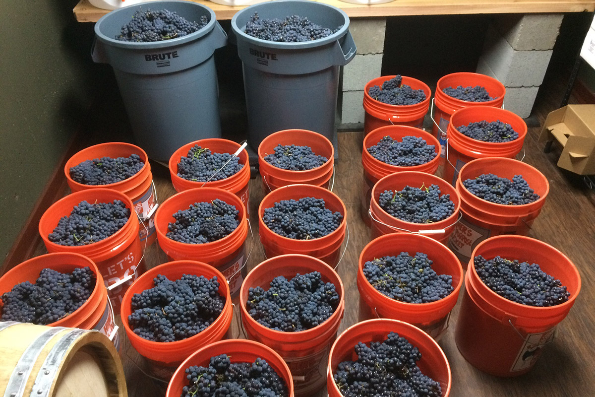 Barnello winery purple pinot grapes in buckets