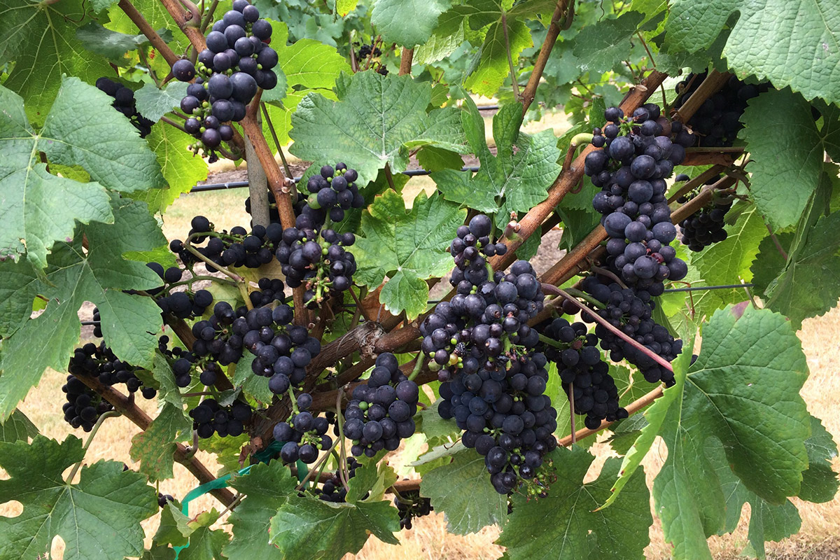 Barnello winery red grapes on vine