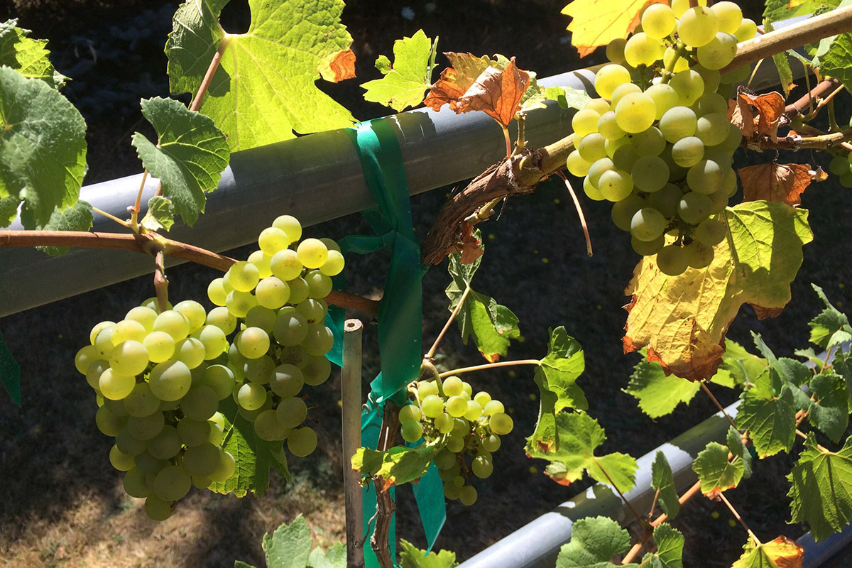 Barnello winery green chardonnay grapes on vine