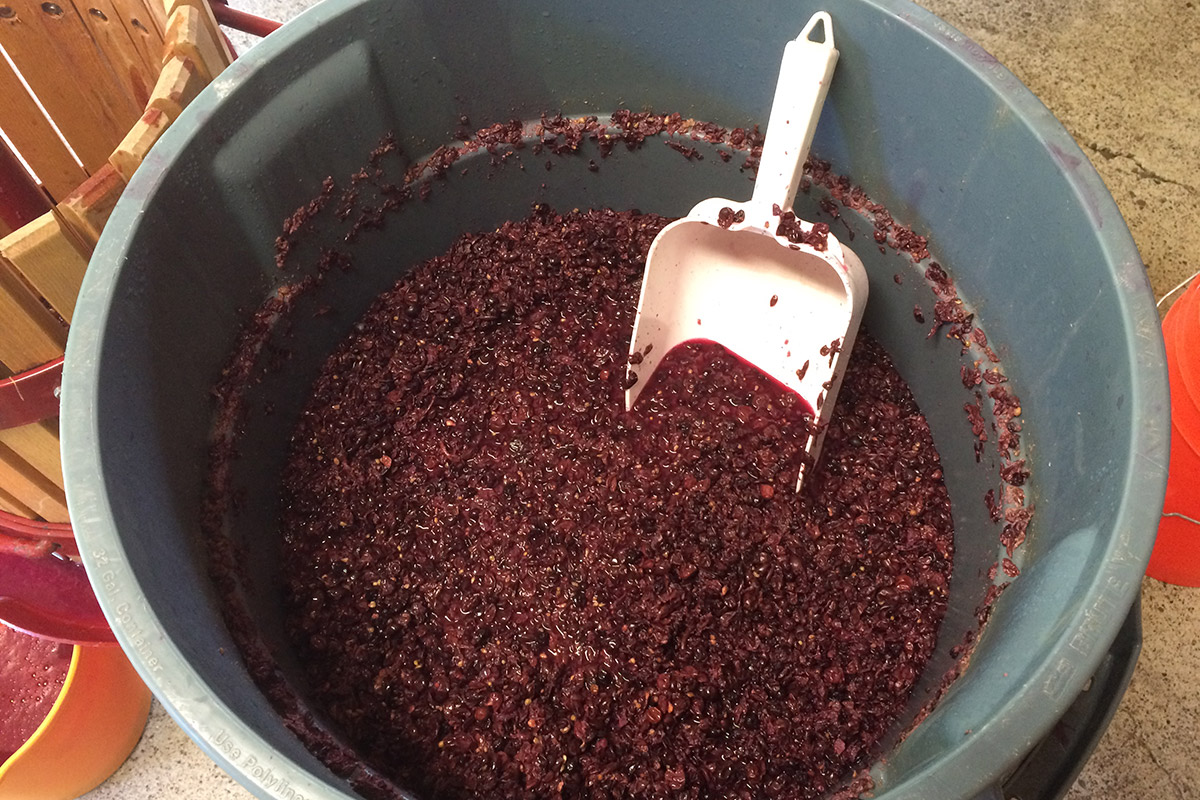 Barnello winery crushed red for wine