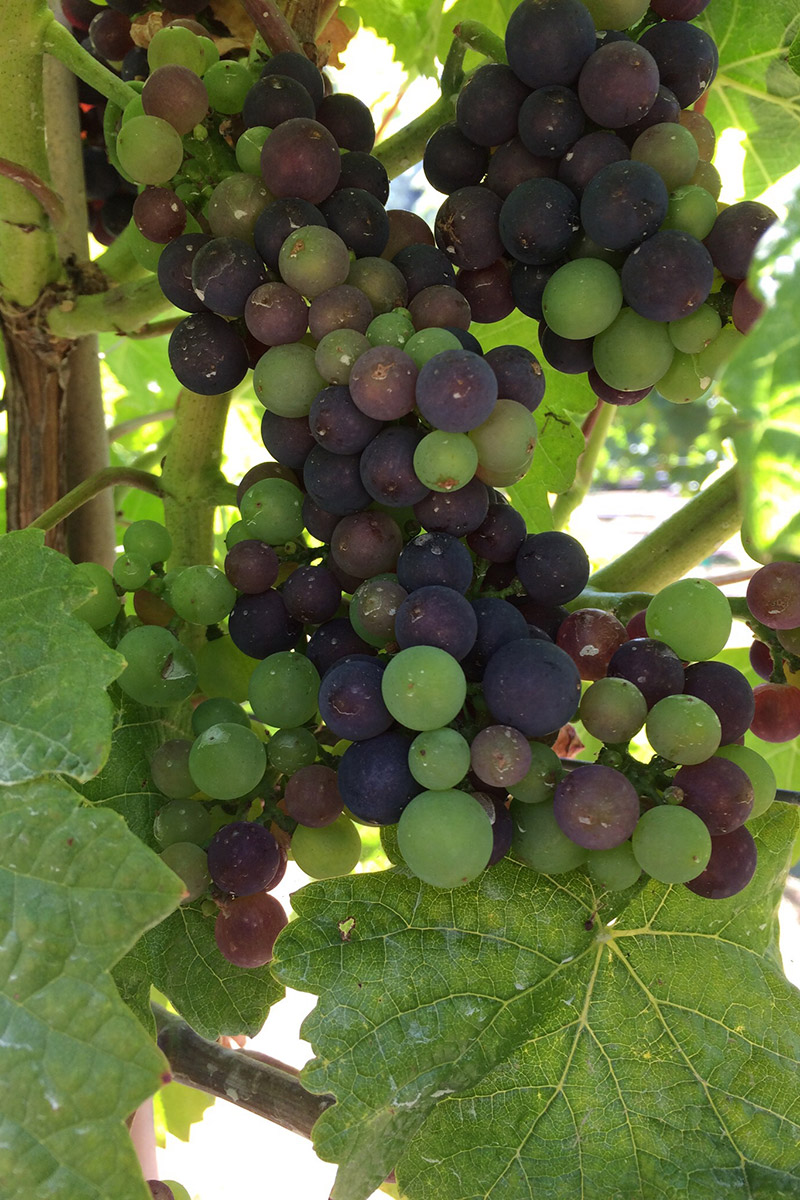 Barnello winery multi color grapes