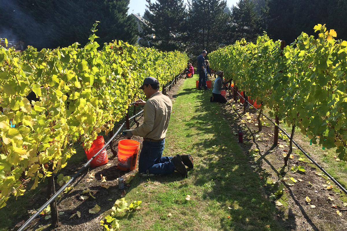 Barnello winery crew picking grapes