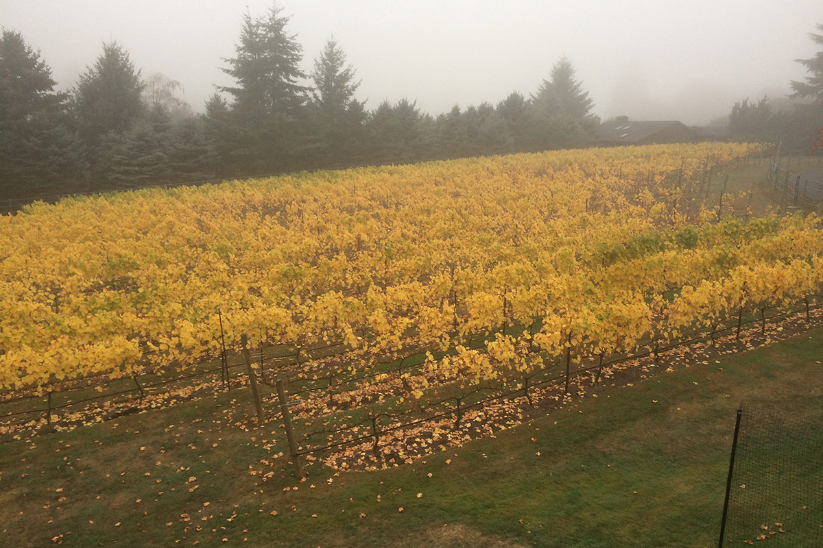 Barnello winery vineyard in fall