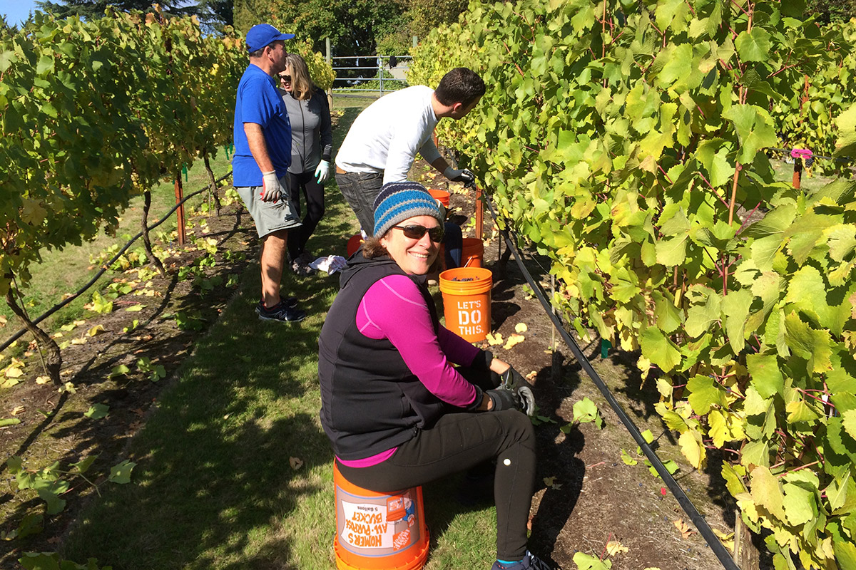 Barnello winery harvesting with the family