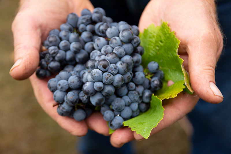 Pinot noir grapes in hand